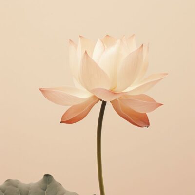 Nội dung là kênh dẫn